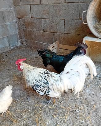 Gallo ciamani