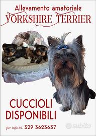 Yorkshire terrier cuccioli
