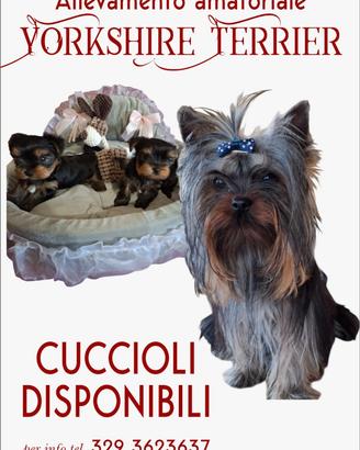 Yorkshire terrier cuccioli