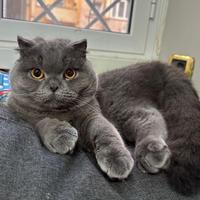Gatto disponibile per monta