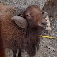 Montone Pecora nana D'ouessant