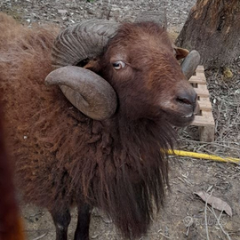 Montone Pecora nana D'ouessant