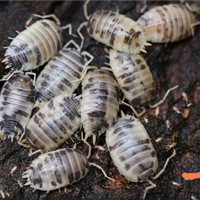 Isopodi (Porcellio laevis Dairy Cow)