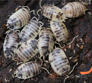 Isopodi (Porcellio laevis Dairy Cow)