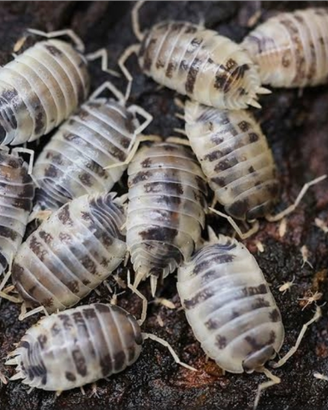 Isopodi (Porcellio laevis Dairy Cow)