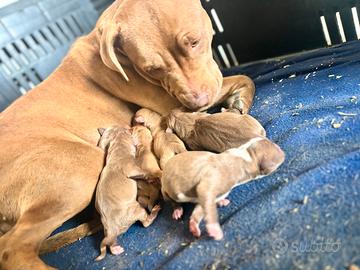 Cuccioli American Pitbull Red Nose