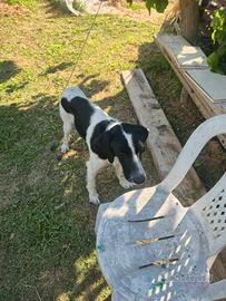Bracco
