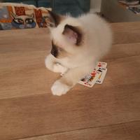 Cuccioli Sacro di Birmania