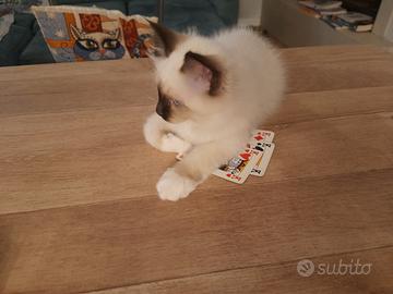 Cuccioli Sacro di Birmania