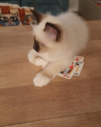 Cuccioli Sacro di Birmania