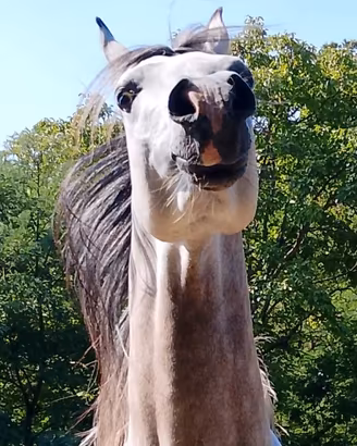 Puledro arabo 