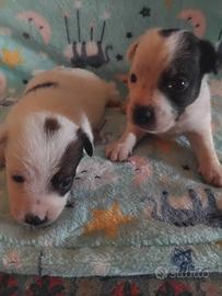 Cuccioli di Jack russell
