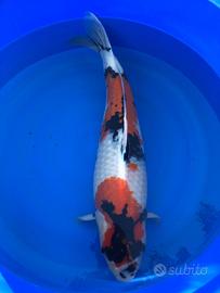 Carpa koi Showa