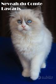 Neveah cucciola razza ragdoll con pedigree