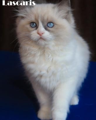 Neveah cucciola razza ragdoll con pedigree