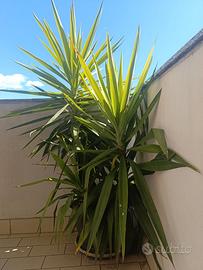 Pianta Yucca con vaso