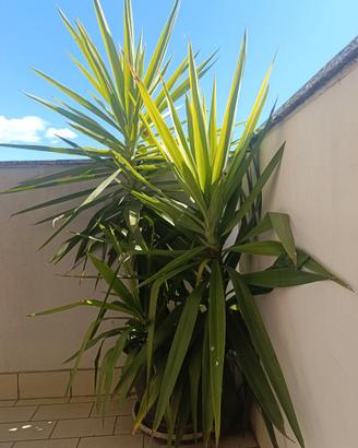 Pianta Yucca con vaso
