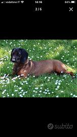 Femmina di razza Bavarese