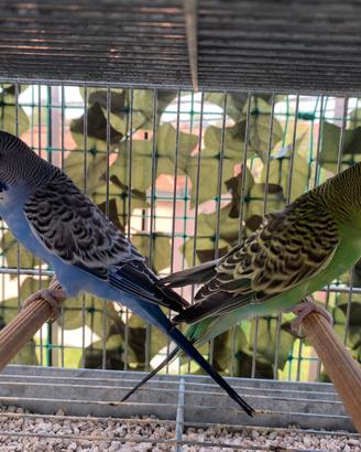 6 cocorite maschi e femmine con gabbione