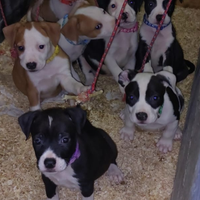 Cuccioli amstaff incrocio staffordshire bull terie