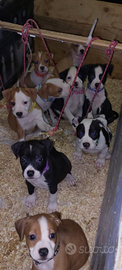Cuccioli amstaff incrocio staffordshire bull terie