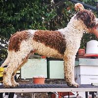 Lagotto Romagnolo