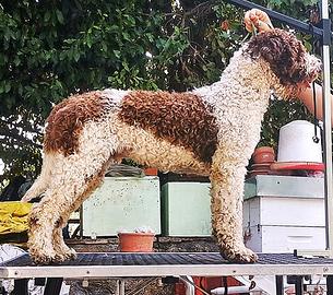 Lagotto Romagnolo