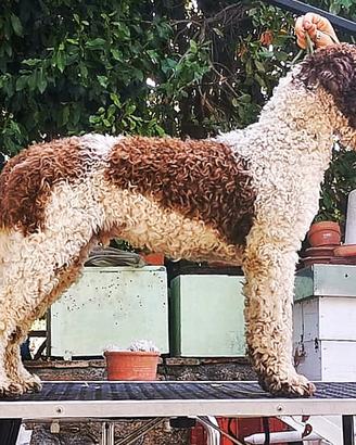 Lagotto Romagnolo