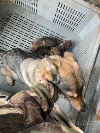 Cane Lupo cecoslovacco