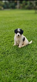 Jack Russell
