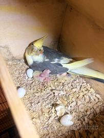 Pulli Calopsite da allevare