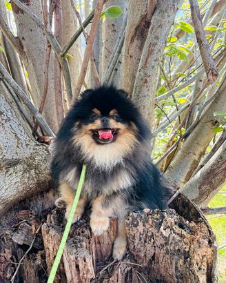 Spitz ACCOPPIAMENTO pomerania BLACK & TAN volpino