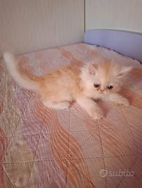 Gatto persiano