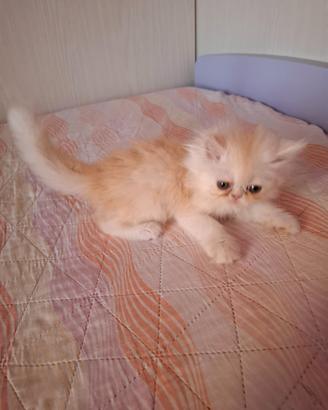Gatto persiano
