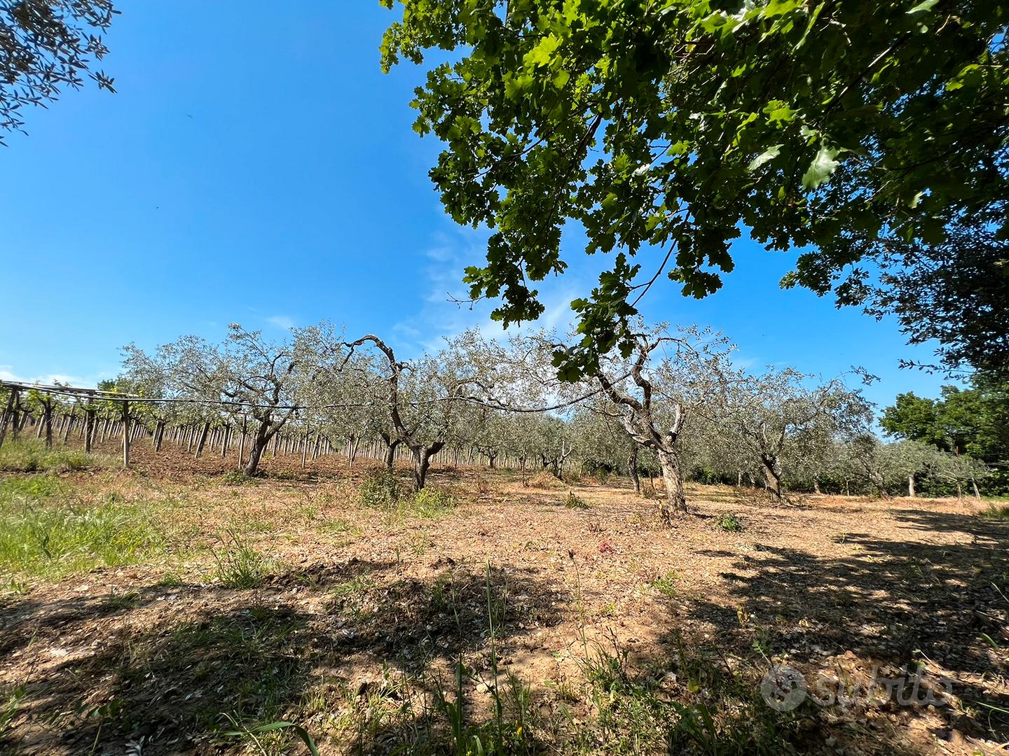 1 ettaro di terreno con vigneto DOC e uliveto - Vista 5