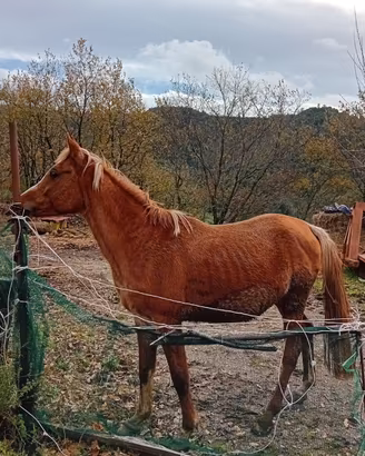 ? cavallo arabo