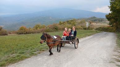 Pony-calesse-finimenti