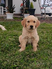 Cuccioli di Golden retriever