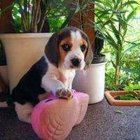 Cuccioli Beagle tricoloe