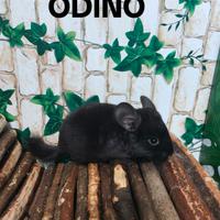 Cincillà subito pronti