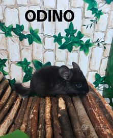 Cincillà subito pronti