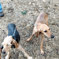 Cani da lepre avviati