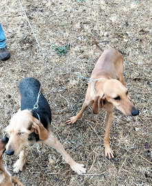 Cani da lepre avviati