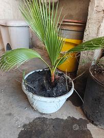 Washingtonia palma