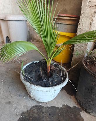 Washingtonia palma
