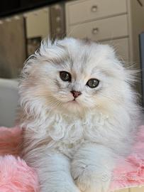 Scottish Fold Long Hair MASCHIO