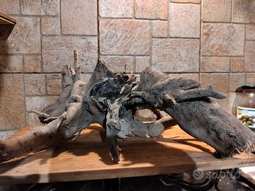 radice per terrario