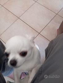 Chihuahua