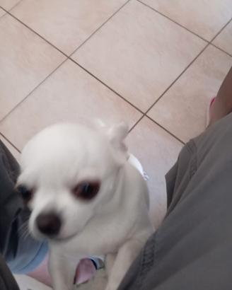 Chihuahua