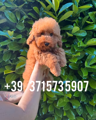 Barboncino Toy Red Pedigree